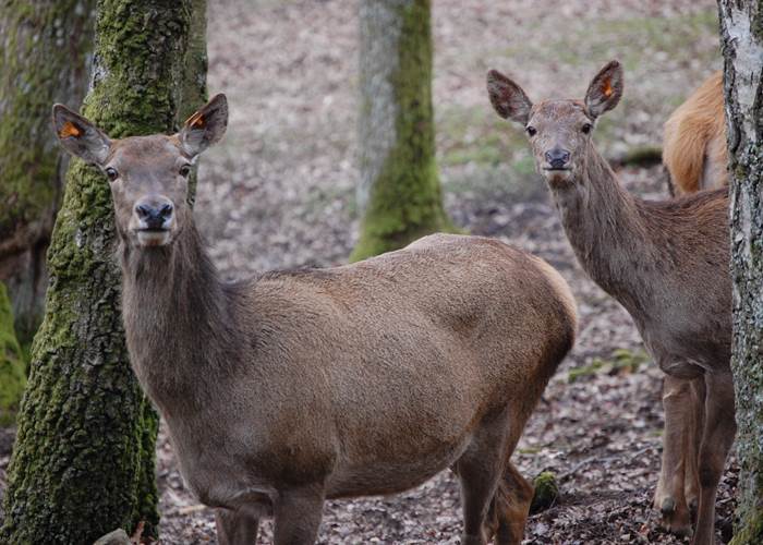 cerf élaphe
