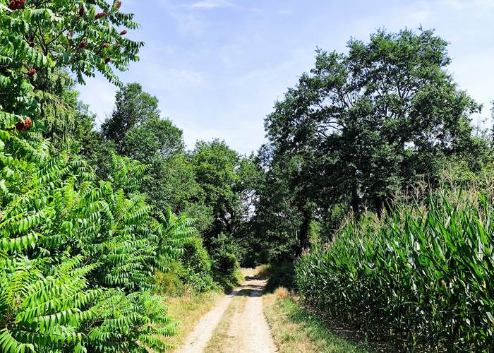 Le Gîtes du Ru de Biche - campagne champenoise