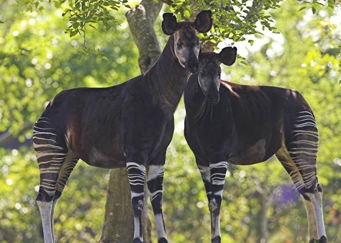 Okapi