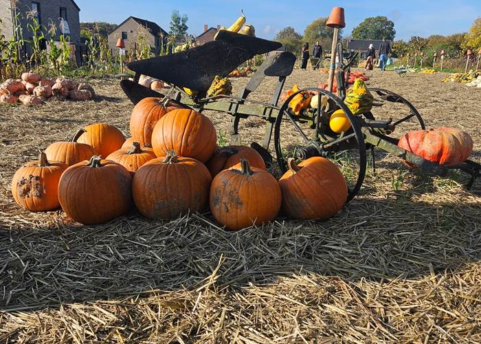 préparer Halloween à la Ferme du Maustichi