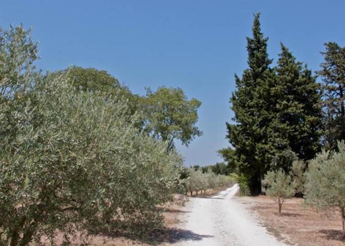 Oliveraie bio