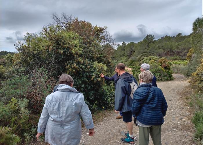 Découverte des plantes sauvages comestibles