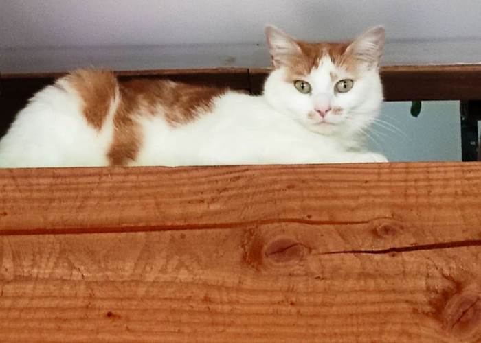 chambresdhotes-chat-cooki-animaldecompagnie-tendresse