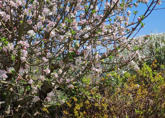 Dordogne. Le champ de l'Hoste. Printemps.