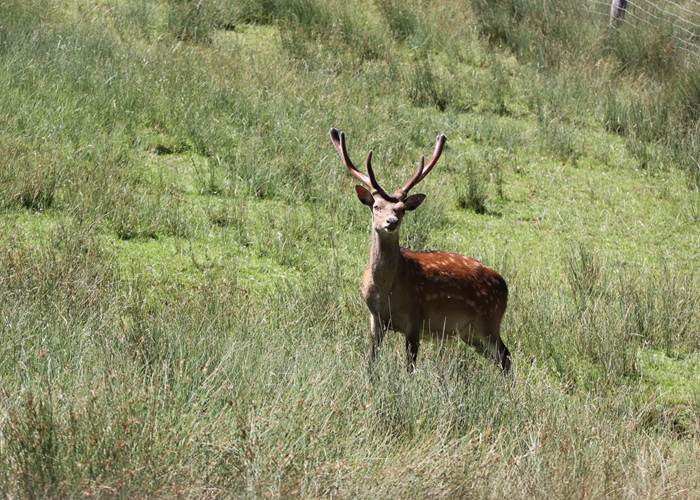 Cerf Sikka