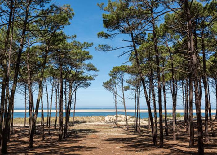 Forêt des landes