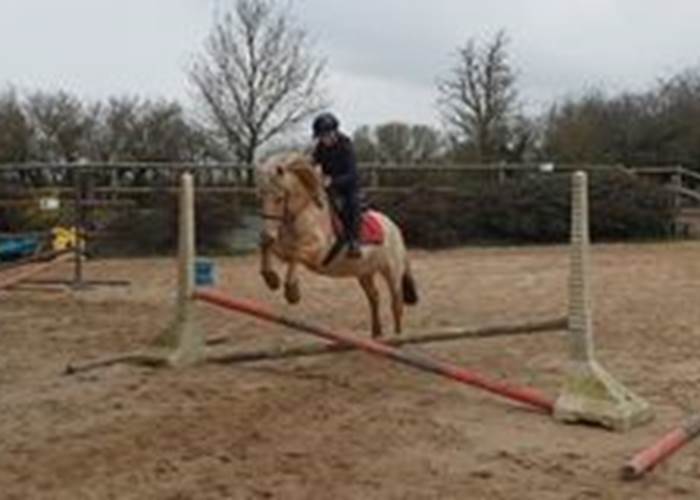 cours ou stage équestre