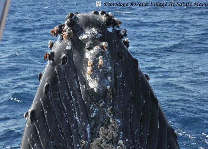 Baleine Boraha Village Ile Ste Marie Madagascar 45