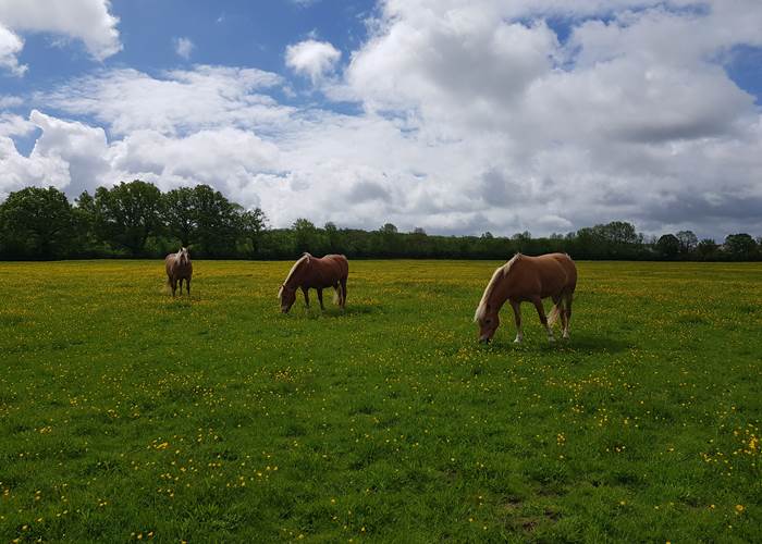 La prairie des Haflinger-page