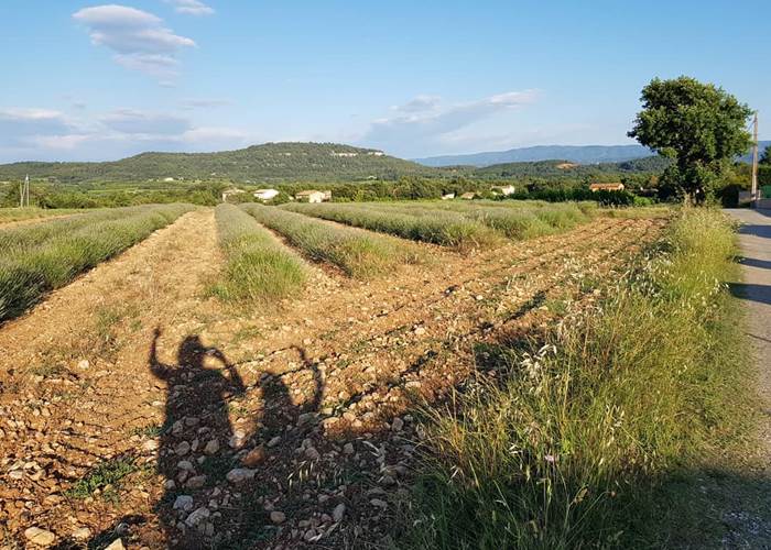 Champs_de_lavande_luberon_lubheureux