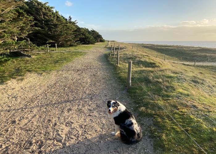Sentier dunaire idéal pour se balader avec son chien