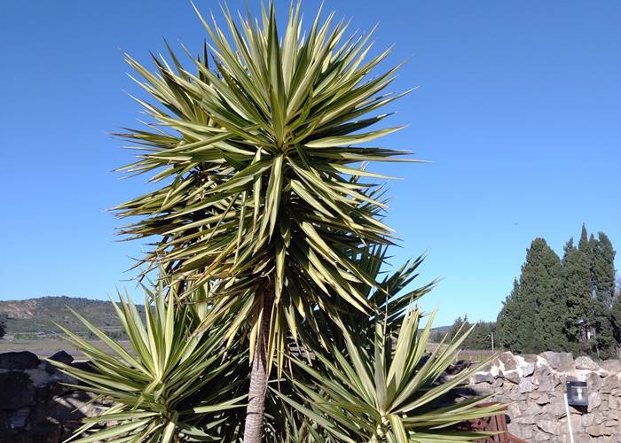 Le printemps est de retour au gîte et chambres d'hôtes "Le Coq du Nord Mailhac"