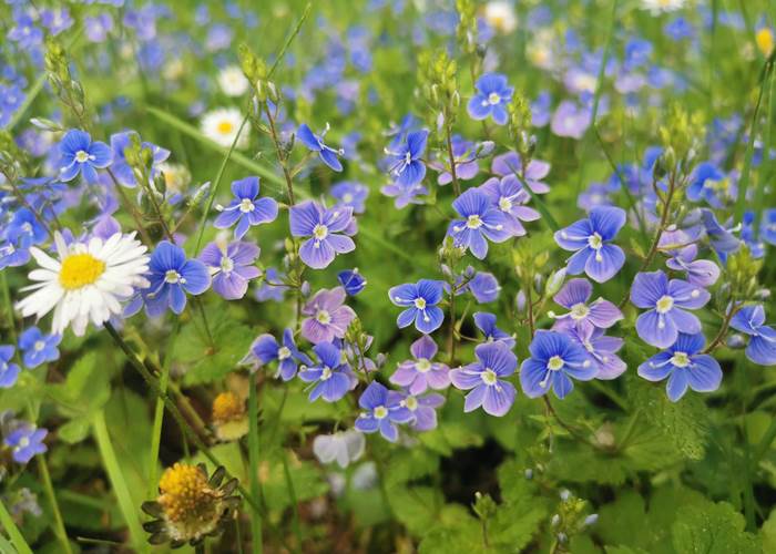 La flore riche et diversifiée de Haute-Corrèze