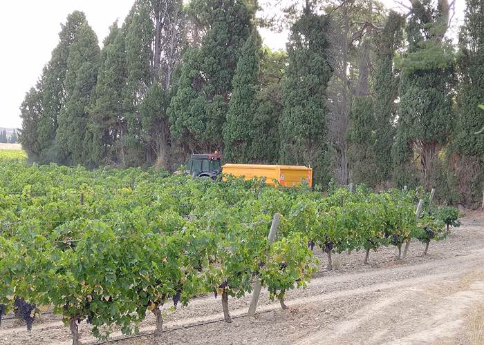 Les vendanges s'observent à Le Coq du Nord-Mailhac 🍇🍇🍇