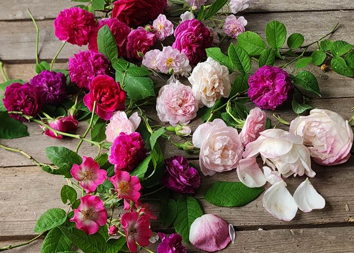 Collection de Roses anciennes du Presbytère