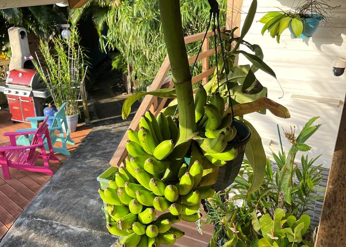 régime de bananes 
