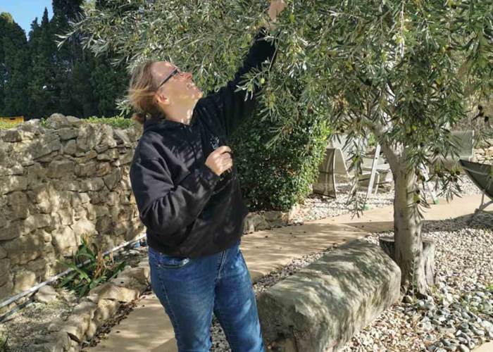 Le Coq du Nord - Mailhac récolte ses olives