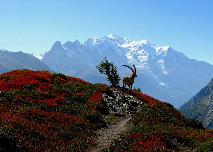 Autumn - Chamonix Valley