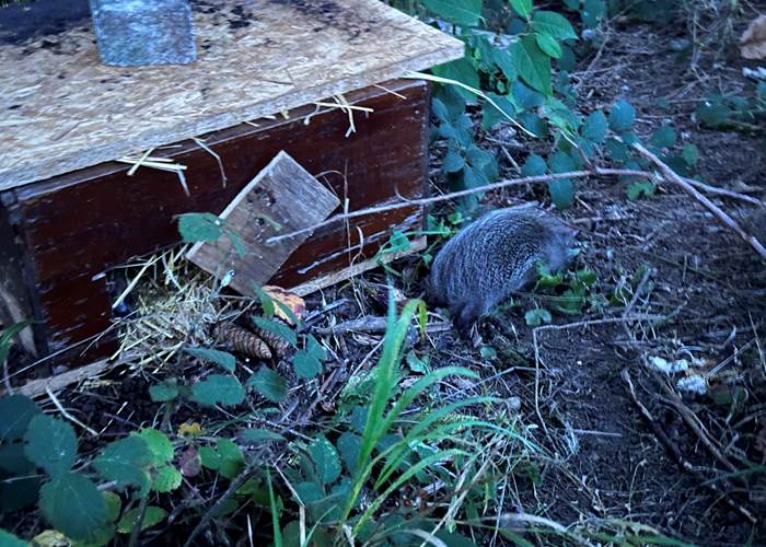 Les hérissons partent à la découverte du parc de la Manufacture Royale