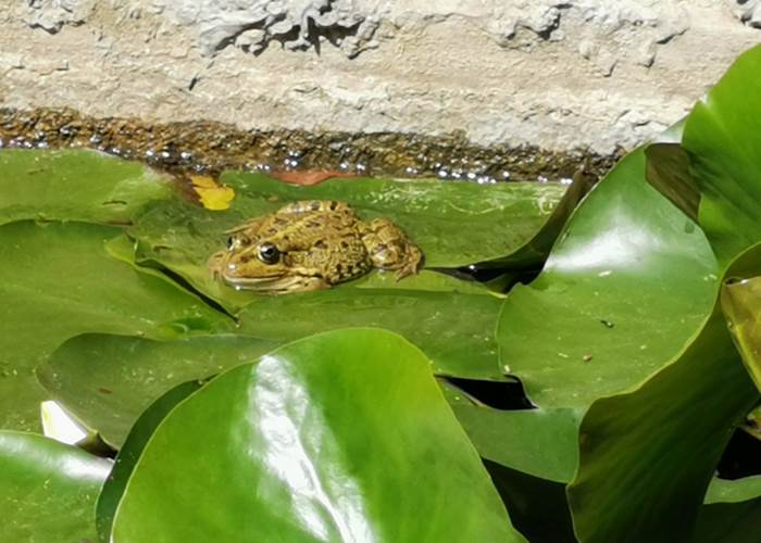 Le plaisir d'observer la Nature