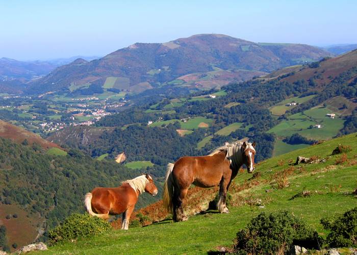 Photo 089 pottoks devant baigorri et idiartia