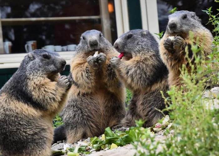 Les Marmottons - Parc animalier de Serre-Ponçon