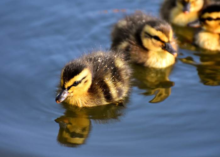 Bébé canard colvert