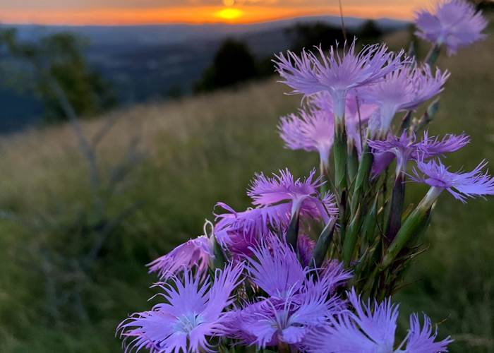 Œillets sauvages depuis le Puech de Suège