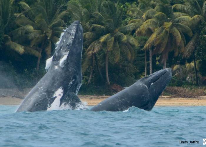 Baleine Boraha Village Ile Ste Marie Madagascar 24
