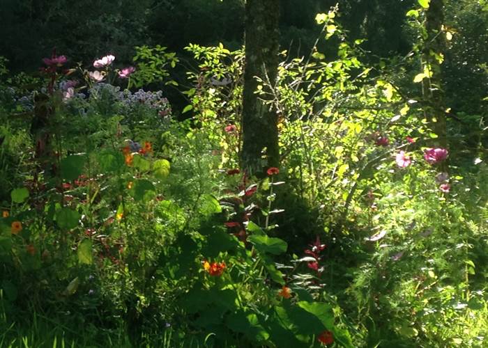 prairie fleurie pour protéger la biodiversité dans  la nature