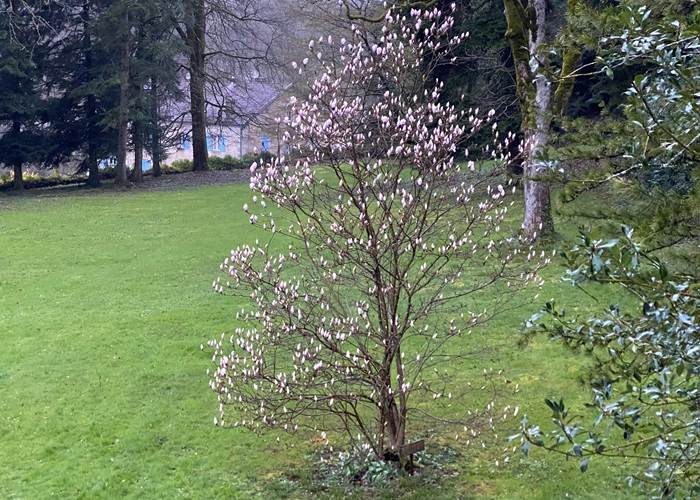 Magnolia blanc de la Manufacture