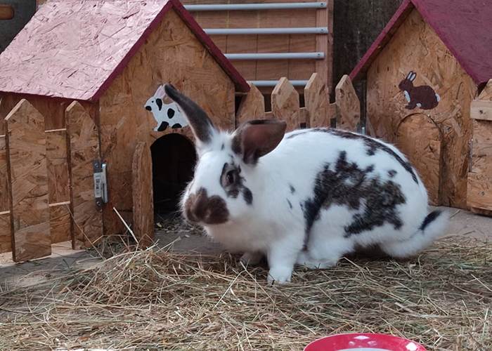 lapin_pinpin