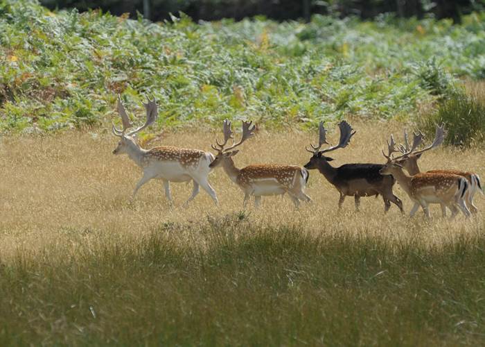Safari de Haute Saintonge