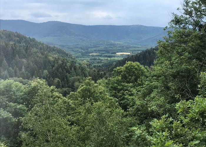 nature forêt randonnée grands espaces Piemont Vosgien