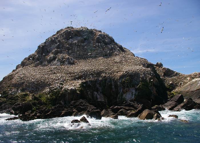 Ile Rouzic Fous de Bassans  les 7 îles par Le Colombier Bretagne