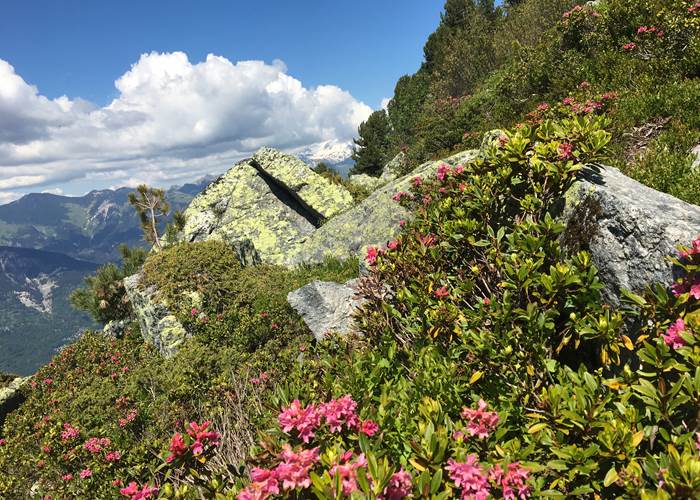 montagne en fleur