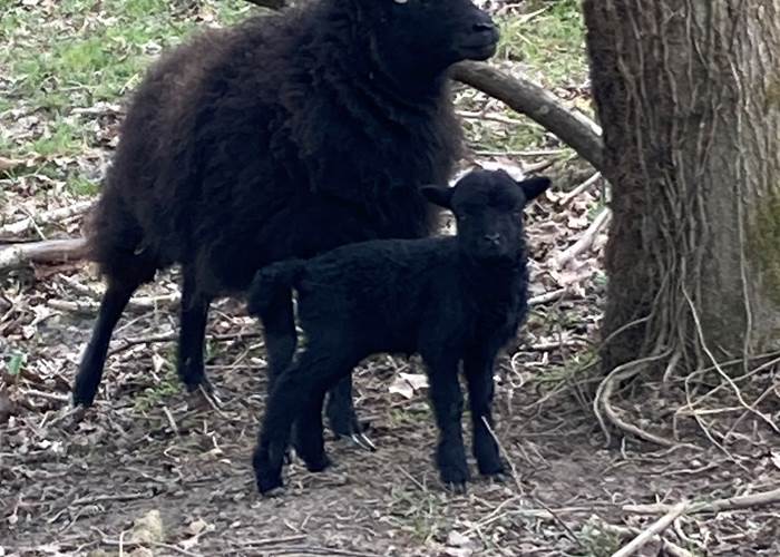 Mouton Ouessant