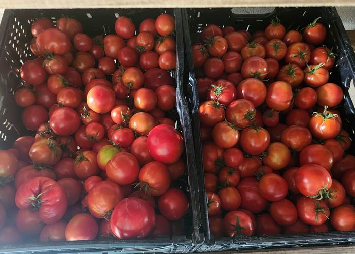 Au marché Limousin - Tomates