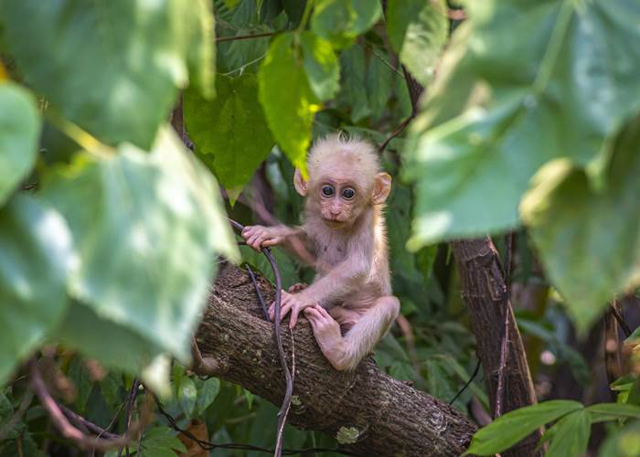 Arbres plantés via Reforestaction-news
