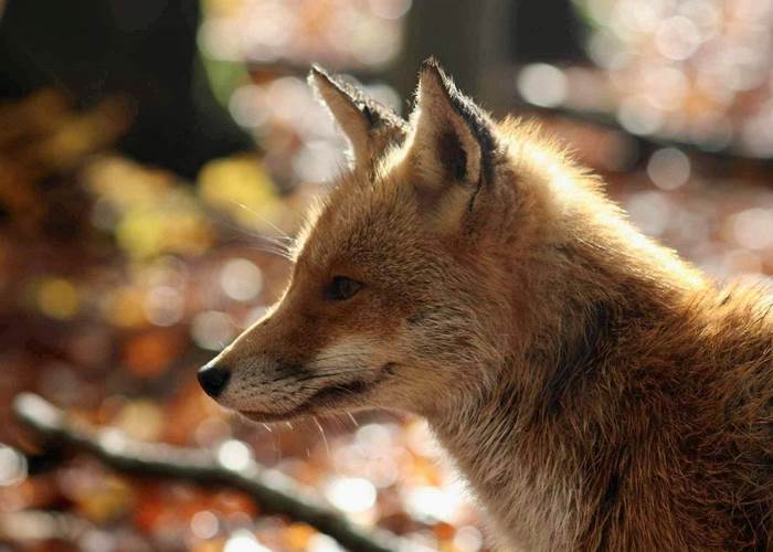 renard 1