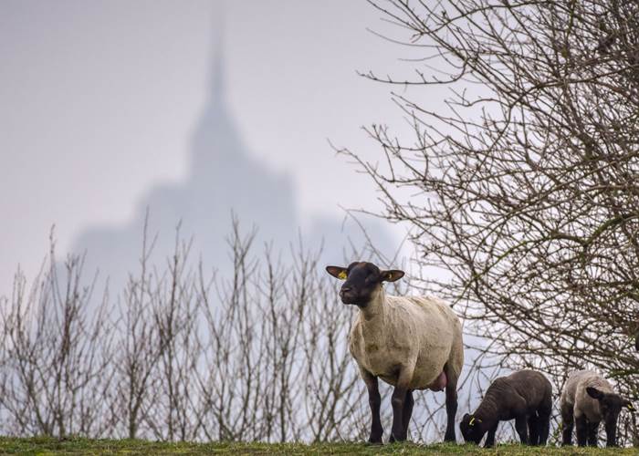 Les moutons du Mont Saint Michel