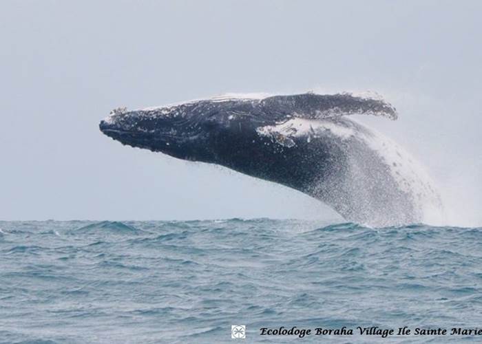 Baleine Boraha Village Ile Ste Marie Madagascar 19