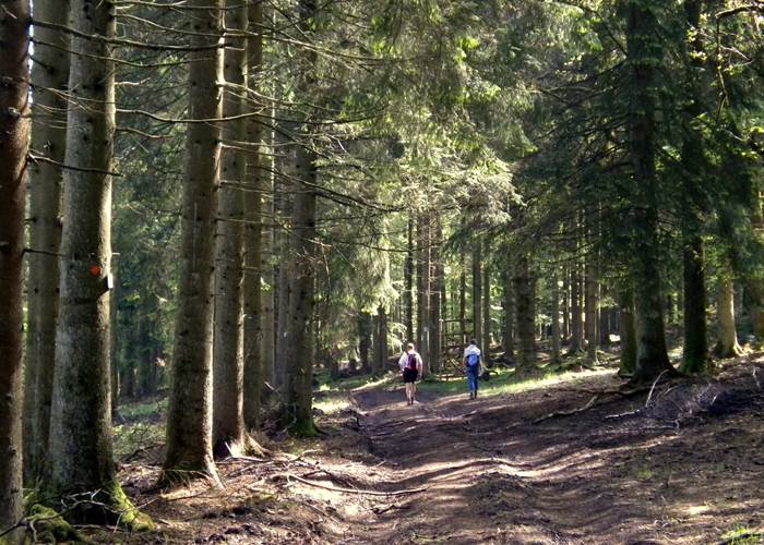 Balades en forêts