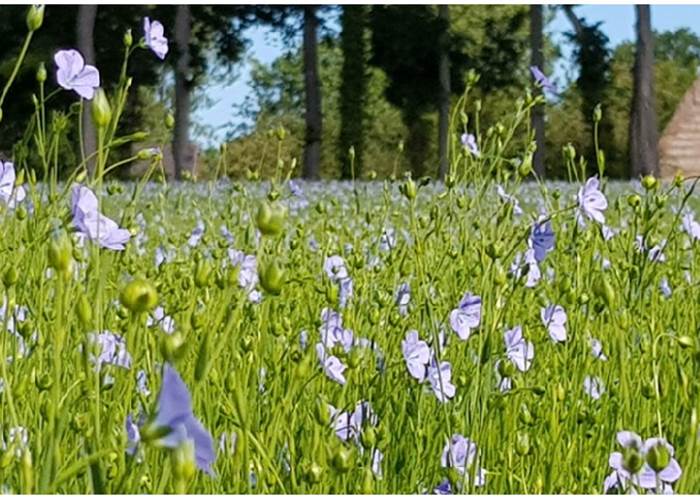 Champs de lin - Pays de Caux, 1er producteur mondial