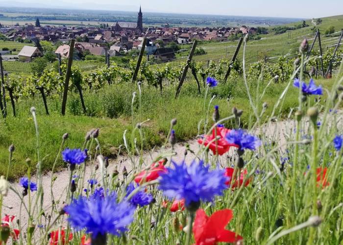 Dambach-la-ville