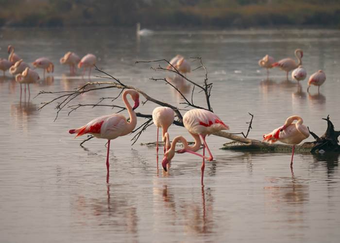 camargue-flamands-rose