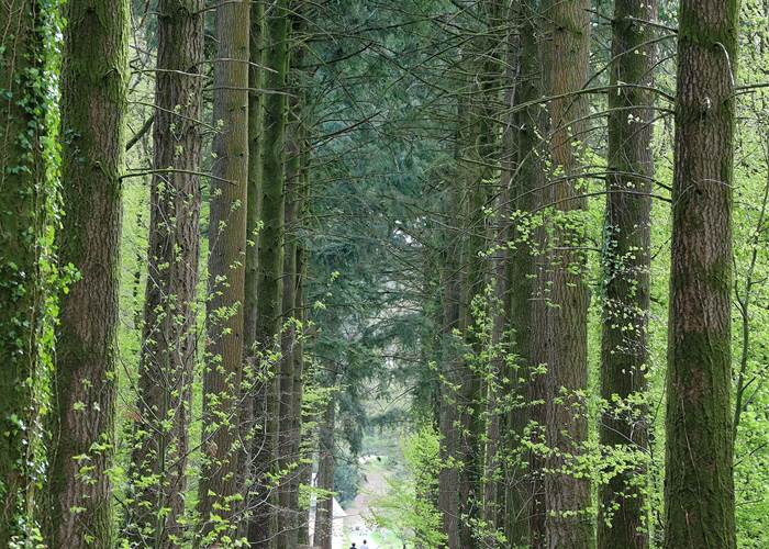 Sentier du Bois du Tay