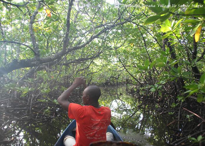 Mangrove Boraha Village Ile Ste Marie Madagascar 12