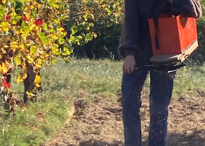 Semailles d'hiver Charlotte