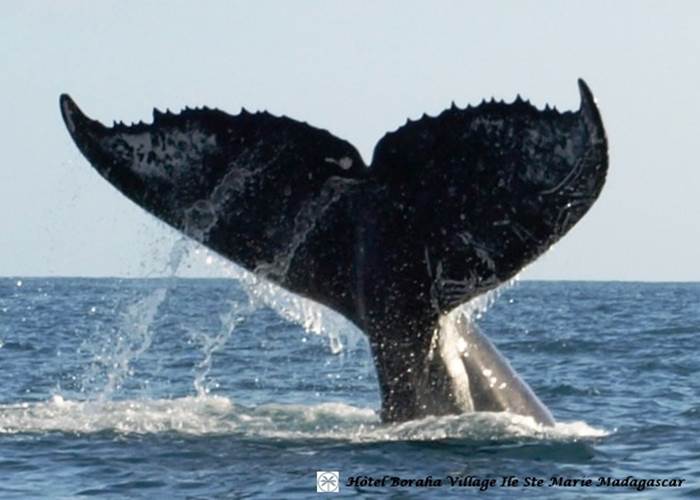 Baleine Boraha VIllage Ile Ste Marie Madagascar 34